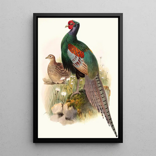 Joseph Smit - Phasianus versicolor.webp