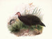 Phasidus Niger - Joseph Smit — vista dell’opera