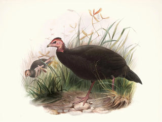 Phasidus Niger - Joseph Smit — vista dell’opera