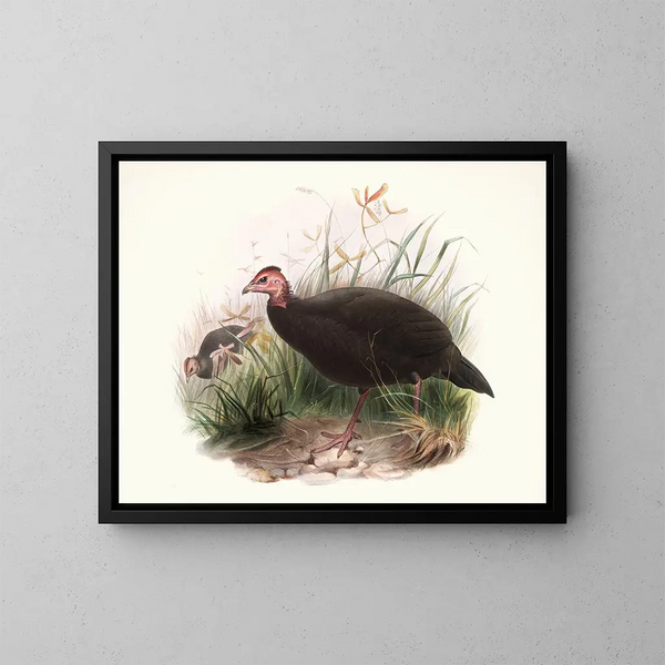 Phasidus Niger - Joseph Smit — quadro incorniciato alla parete