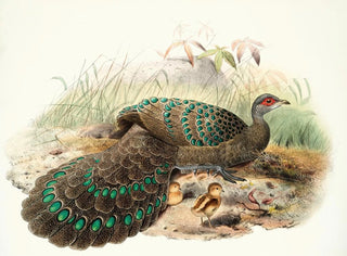 Joseph Smit - Polyplectron Germaini.webp