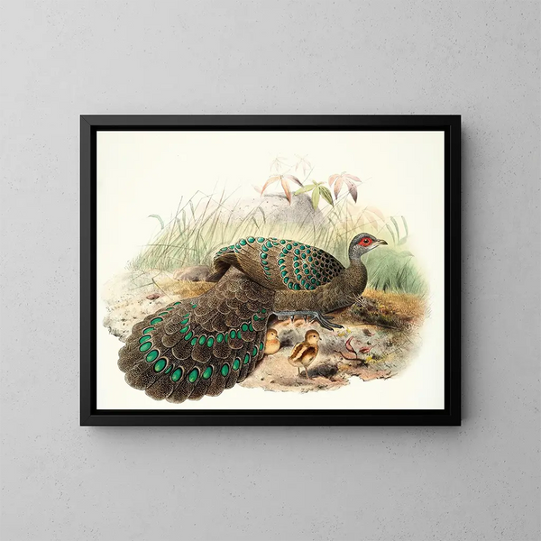 Polyplectron germaini - Joseph Smit — quadro incorniciato alla parete