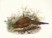 Poule de Sumatra - Joseph Smit — vista dell’opera