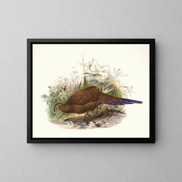 Poule de Sumatra - Joseph Smit — quadro incorniciato alla parete