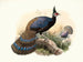 Polyplectron emphanum - Joseph Smit — vista dell’opera