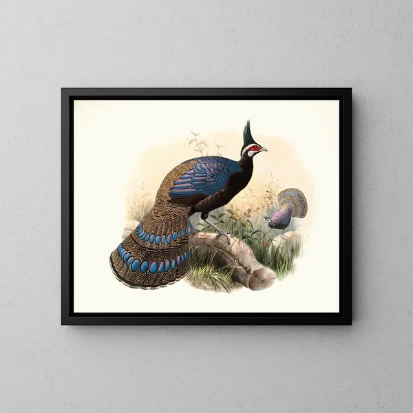 Polyplectron emphanum - Joseph Smit — quadro incorniciato alla parete