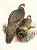 Polyplectron thibetanum - Joseph Smit — vista dell’opera