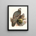 Polyplectron thibetanum - Joseph Smit — quadro incorniciato alla parete