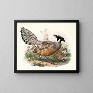 Joseph Smit - Purcasia Darwini.webp