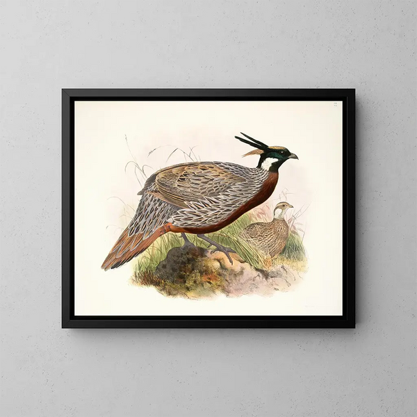 Purcasia macrolopha - Joseph Smit — quadro incorniciato alla parete