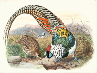 Joseph Smit - Thaumalea Amhersti.webp