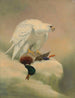 Gyrfalcon - Joseph Wolf — vista dell’opera
