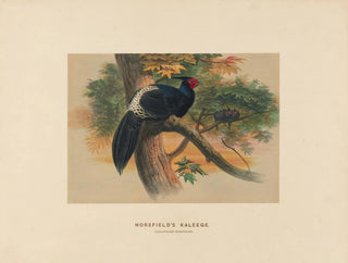 Kaleege di Horsfield - Joseph Wolf — vista dell’opera