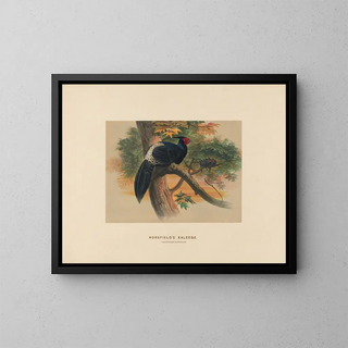 Kaleege di Horsfield - Joseph Wolf — quadro incorniciato alla parete