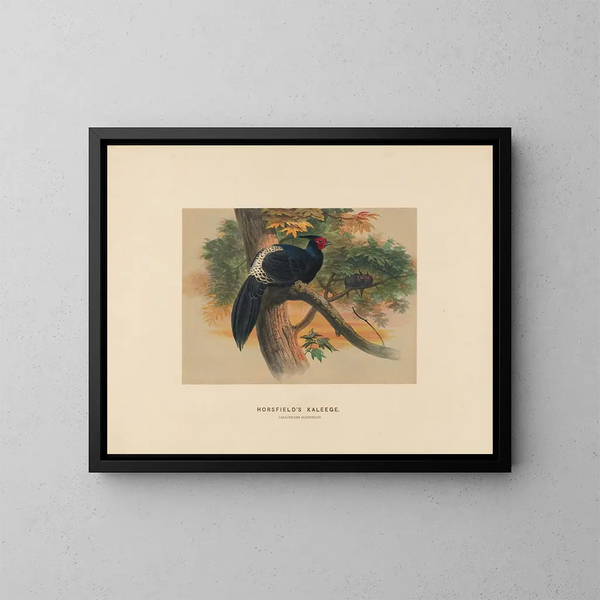 Kaleege di Horsfield - Joseph Wolf — quadro incorniciato alla parete