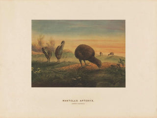Apteryx di Mantell - Joseph Wolf — vista dell’opera