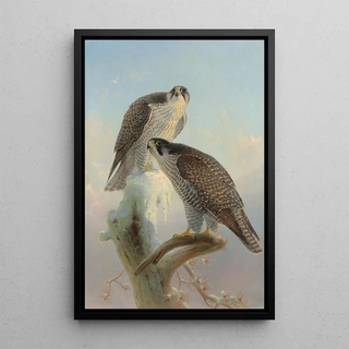 Joseph Wolf - Norwegian gyrfalcon.webp