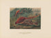 Le faisan de Soemmering - Joseph Wolf — vista dell’opera