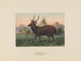 Cerf di Swinhoe - Joseph Wolf — vista dell’opera