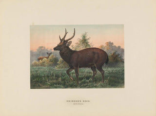 Cerf di Swinhoe - Joseph Wolf — vista dell’opera