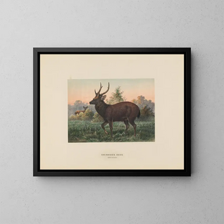 Cerf di Swinhoe - Joseph Wolf — quadro incorniciato alla parete