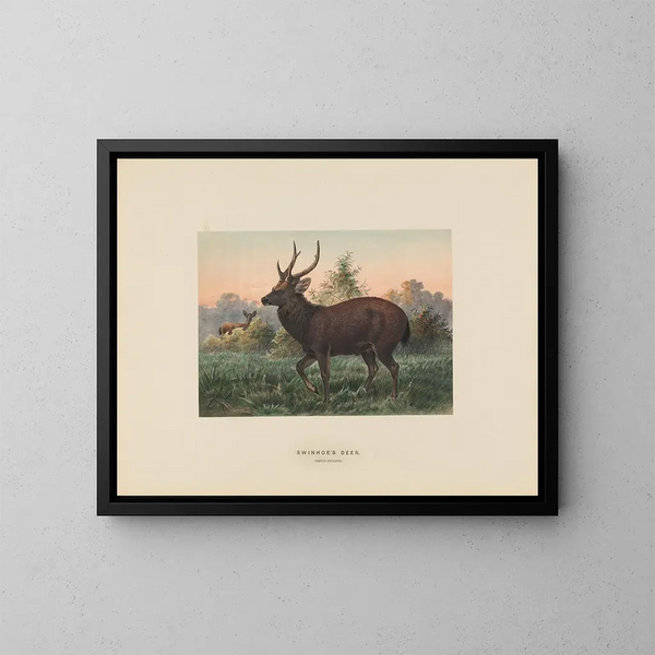 Cerf di Swinhoe - Joseph Wolf — quadro incorniciato alla parete