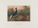 Faisan di Swinhoe - Joseph Wolf — vista dell’opera