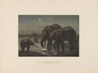 L'elefante africano - Joseph Wolf — vista dell’opera
