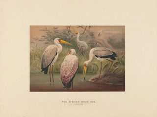 L'ibis des savanes - Joseph Wolf — vista dell’opera