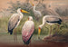 L'ibis bois africain - Joseph Wolf — vista dell’opera