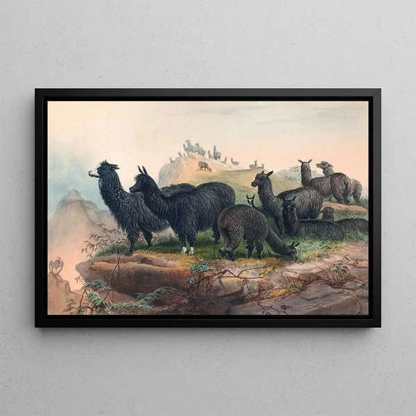 L'Alpaga - Joseph Wolf — quadro incorniciato alla parete