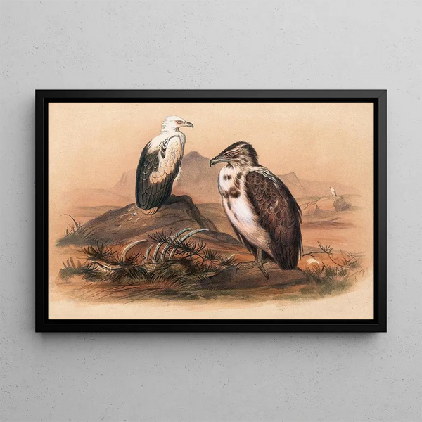 Le vautour angolais - Joseph Wolf — quadro incorniciato alla parete
