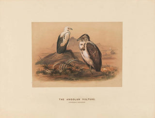 Le vautour angolais - Joseph Wolf — vista dell’opera