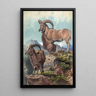 Joseph Wolf - The Aoudad.webp