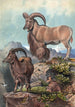 L'Aoudad - Joseph Wolf — vista dell’opera