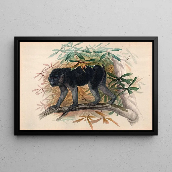 Le singe noirâtre - Joseph Wolf — quadro incorniciato alla parete