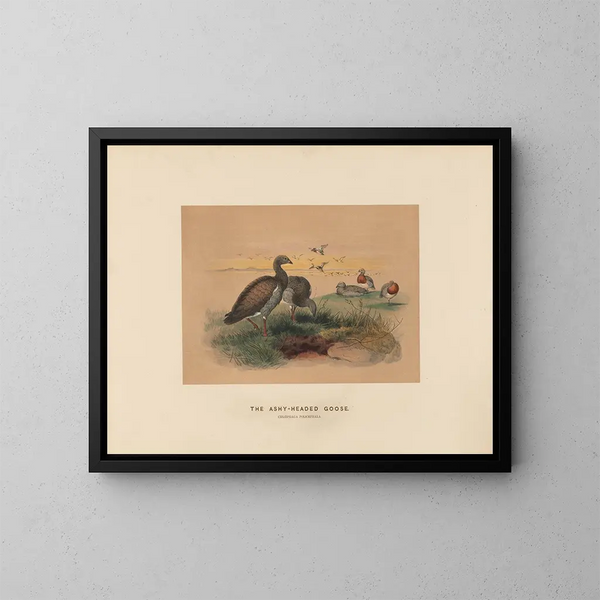 L'Oca con testa cenere - Joseph Wolf — quadro incorniciato alla parete