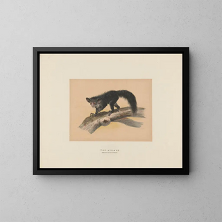 L'Aye-Aye - Joseph Wolf — quadro incorniciato alla parete