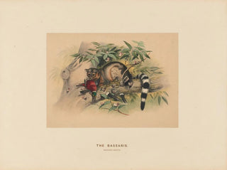 Les Bassaris - Joseph Wolf — vista dell’opera