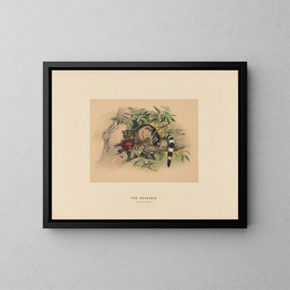 Les Bassaris - Joseph Wolf — quadro incorniciato alla parete