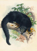 Le Binturong - Joseph Wolf — vista dell’opera