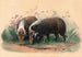 Il cinghiale - Joseph Wolf — vista dell’opera