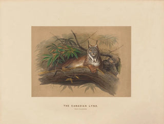 Il linx del Canada - Joseph Wolf — vista dell’opera