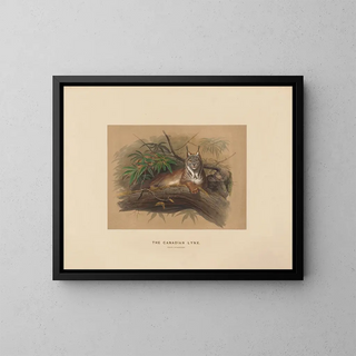 Il linx del Canada - Joseph Wolf — quadro incorniciato alla parete