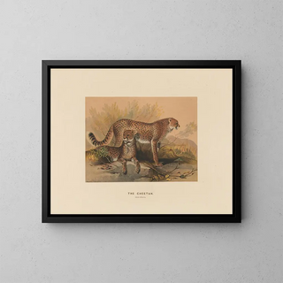 Il ghepardo - Joseph Wolf — quadro incorniciato alla parete