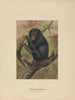 Il chimpanzé - Joseph Wolf — vista dell’opera