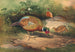 Le faisan chinois - Joseph Wolf — vista dell’opera