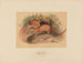 L'Eyra - Joseph Wolf — vista dell’opera