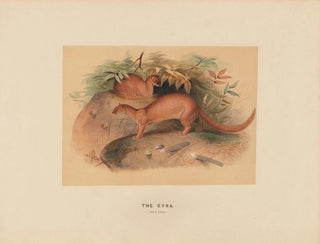 L'Eyra - Joseph Wolf — vista dell’opera