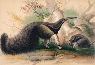 Joseph Wolf - The Great Anteater.webp